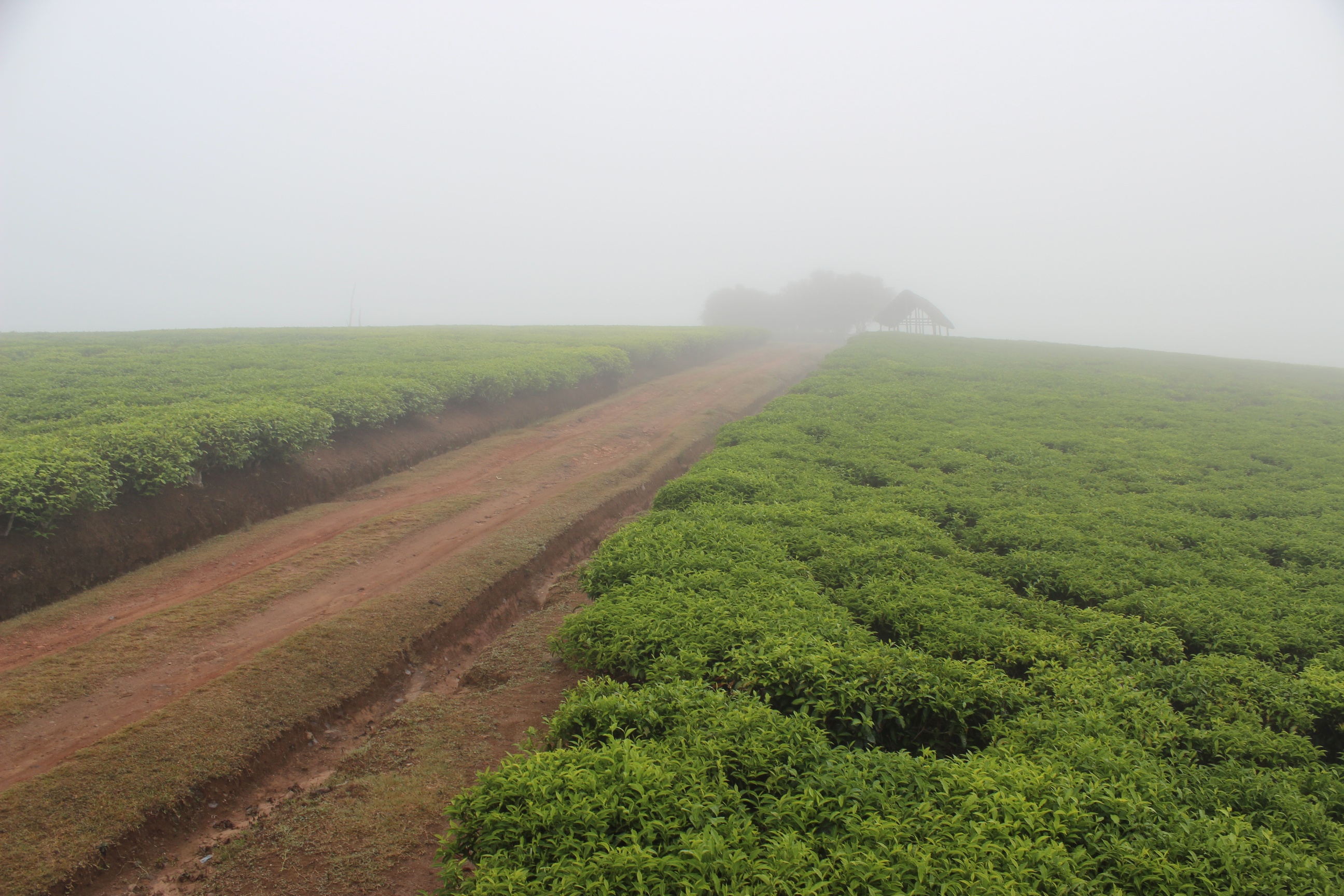 Plantation de thé à Madagascar