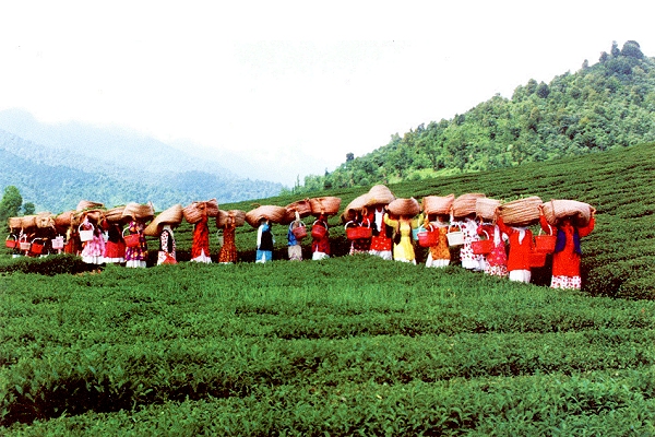 Récolte de thé en Chine