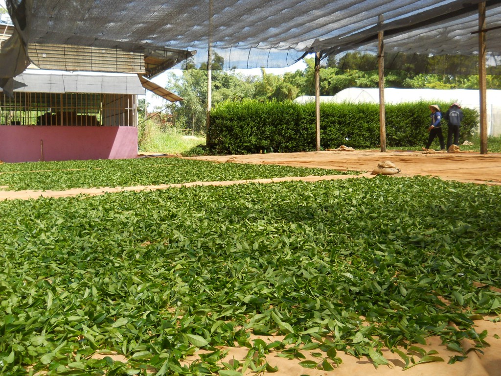 Première oxydation des feuilles de thé à l'air libre sous des bâches tissées.