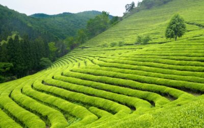 Histoire du thé coréen : une culture millénaire