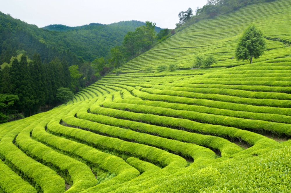 Plantation de thé en Corée du Sud