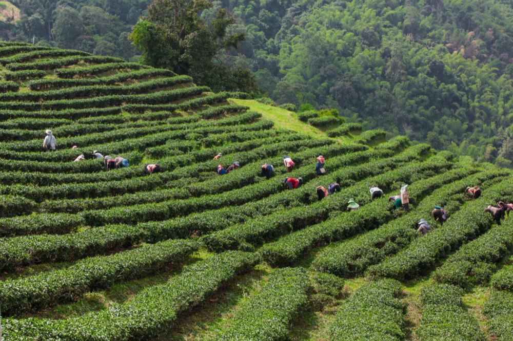 plantation de thé rare
