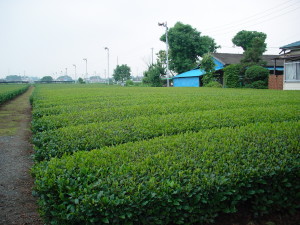 Plantation de thé vert au Japon