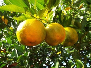 Bergamote sous forme de fruit
