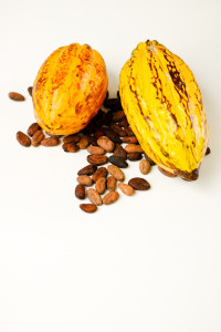 Féves de cacao avec deux cabosses