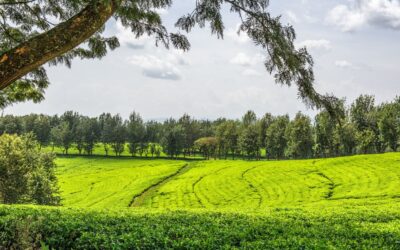 Le thé en Ethiopie : chiffres officiels