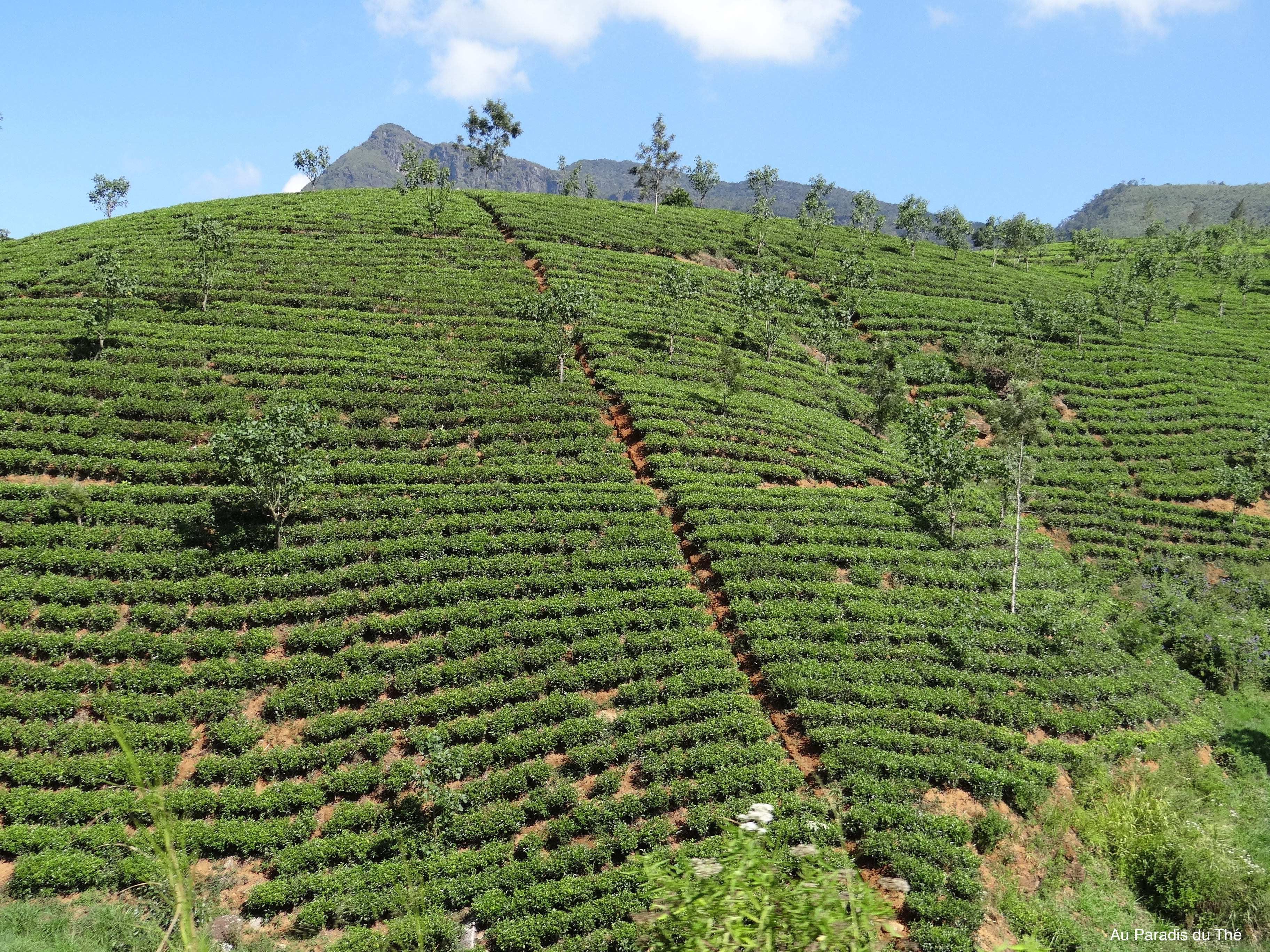 plantation de thé au Sri Lanka