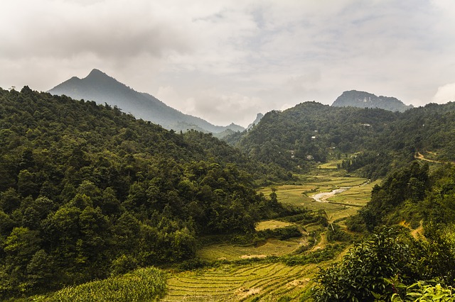Visite guidée de la plantation de thé biodynamique au Vietnam