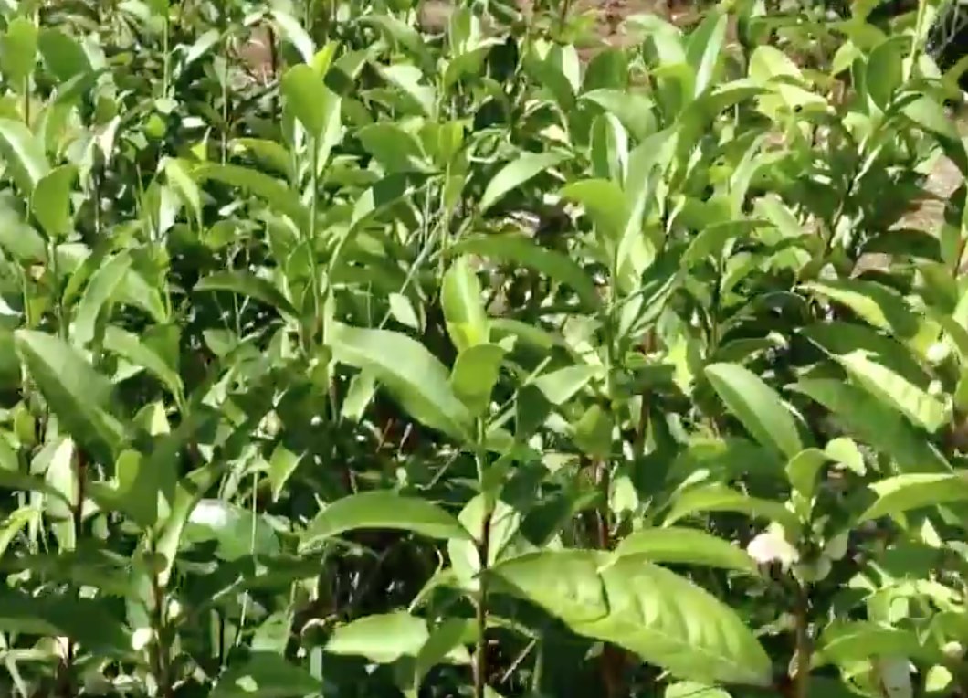 Cultivar de thé yutakamidori