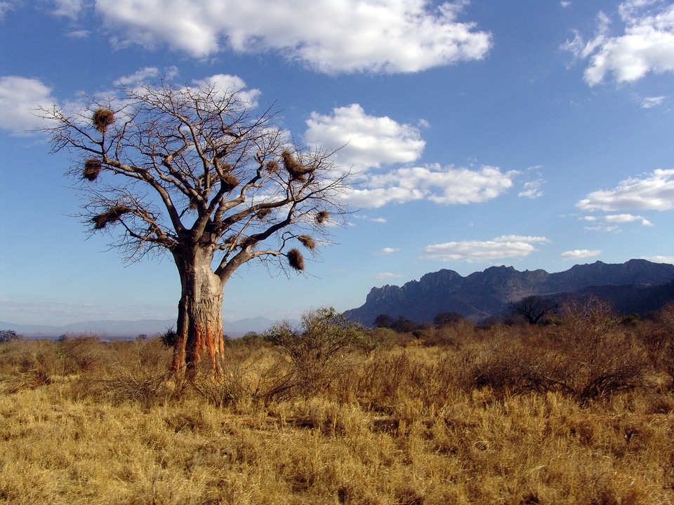 Baobab dans la brousse africaine