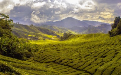 Le Ministère de l’Agriculture chinois veut accélérer sur le thé