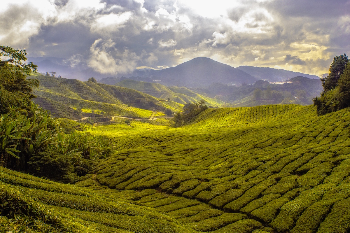 vue d'un champ de thé en Chine