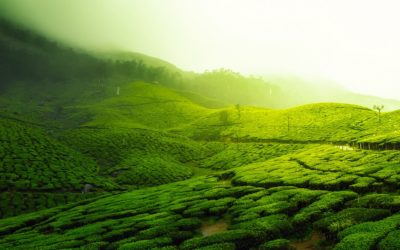 Les 17 bienfaits du thé vert prouvés par la science