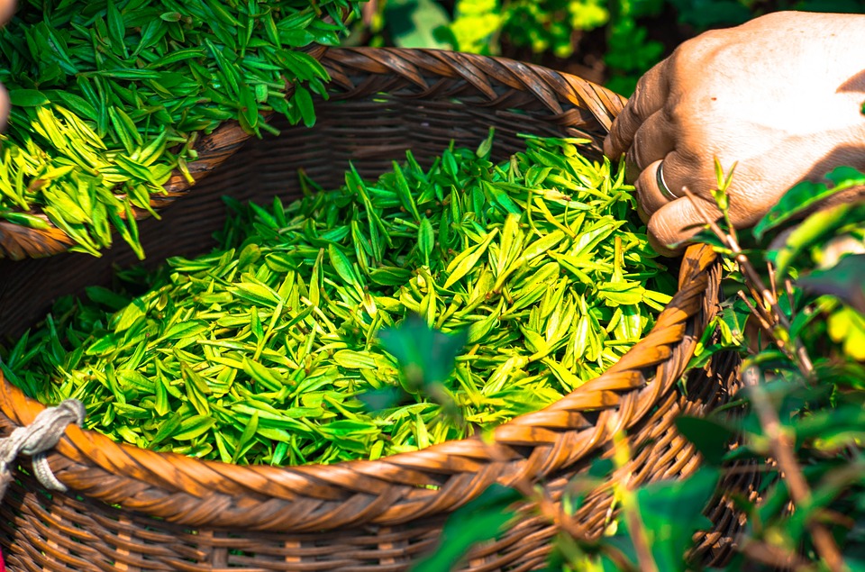 Thé vert de Chine : histoire, fabrication, bienfaits…