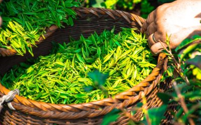 Le guide du thé vert : fabrication, préparation, dégustation…