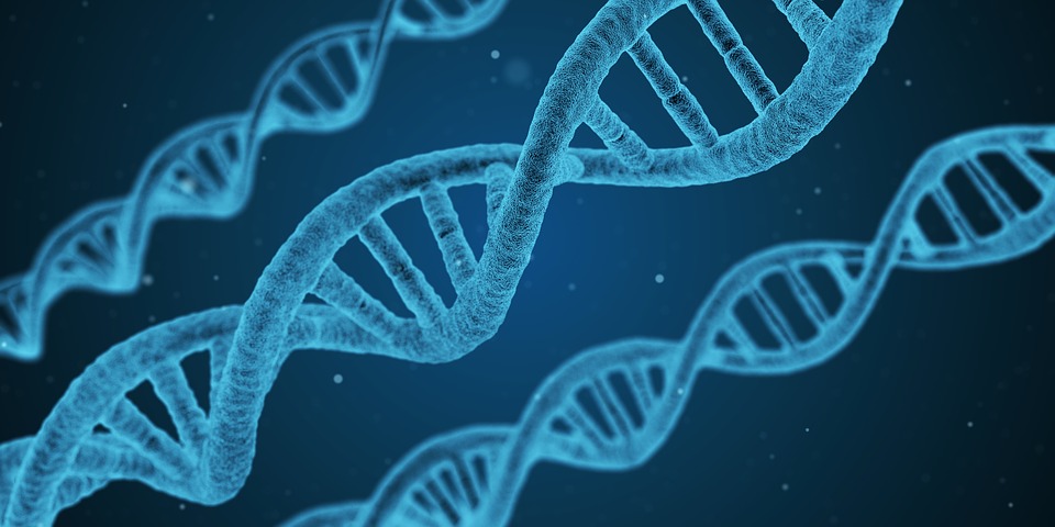 ADN de bactérie