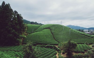 Guide du thé Bancha : fabrication, préparation et bienfaits