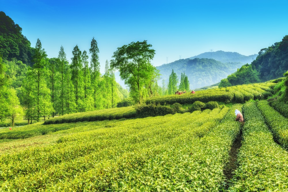 plantation du meilleur thé vert Long Jing