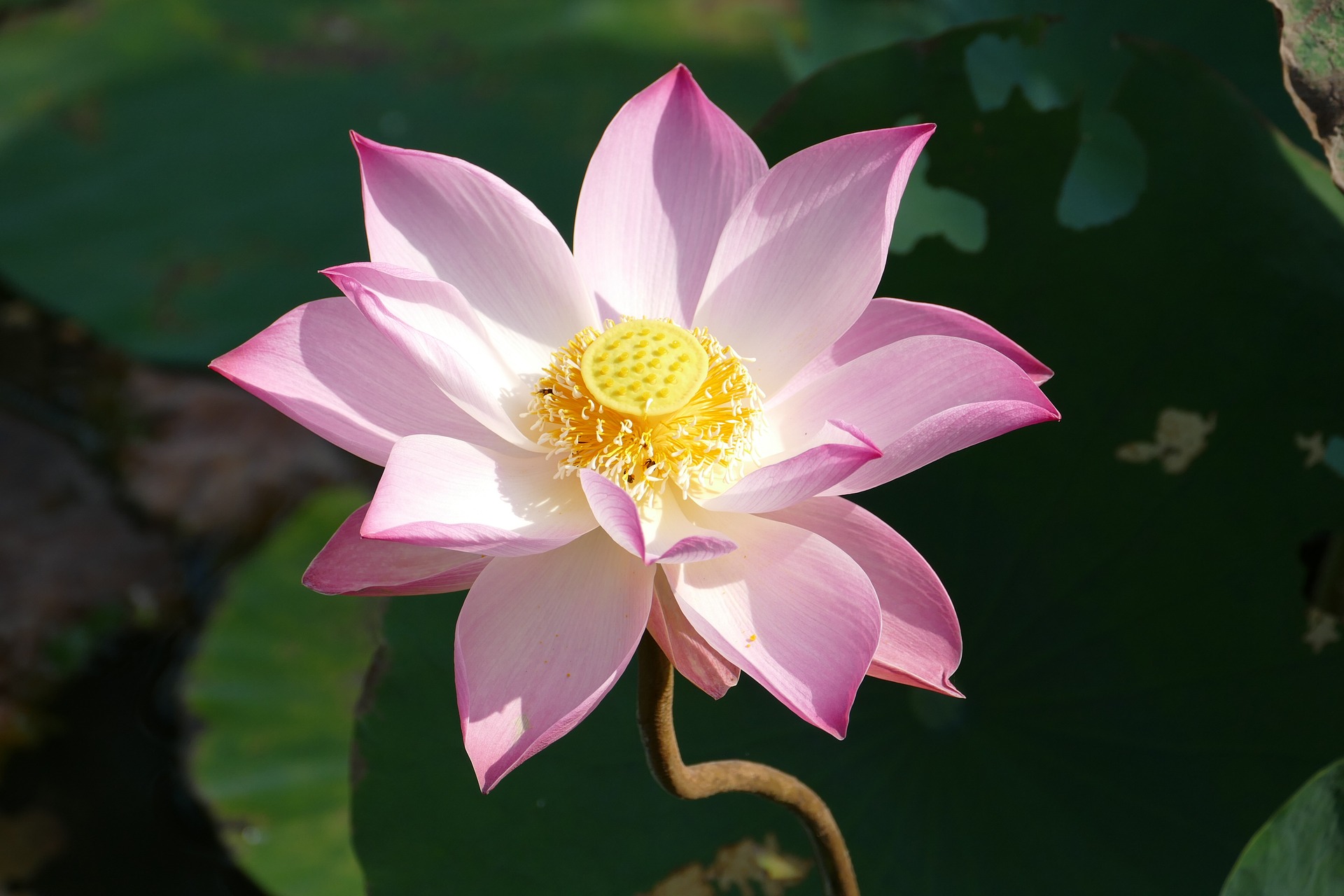 fleur de lotus rose