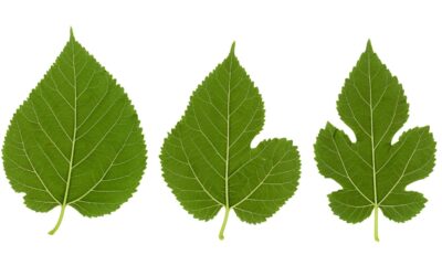 Les étonnants bienfaits des feuilles de mûrier validés par la science
