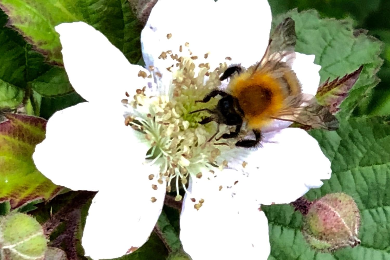 abeille butinant une fleur de framboisier