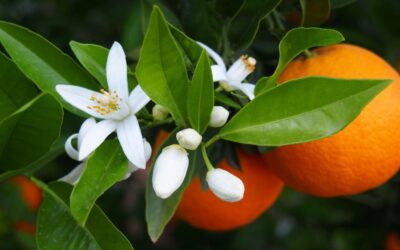 Les bienfaits de la fleur d’oranger selon la science