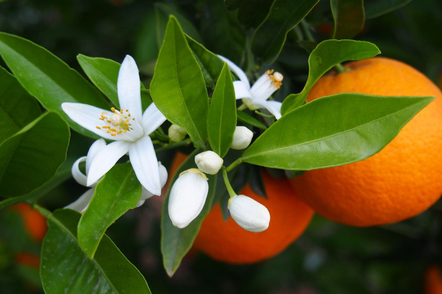 Eau de fleur d'oranger : ses bienfaits sur la peau et le visage