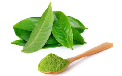 Tout savoir sur la L-théanine, le calmant naturel du thé