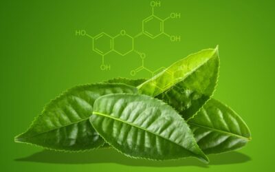 Guide des bienfaits de l’EGCG : l’antioxydant puissant du thé vert