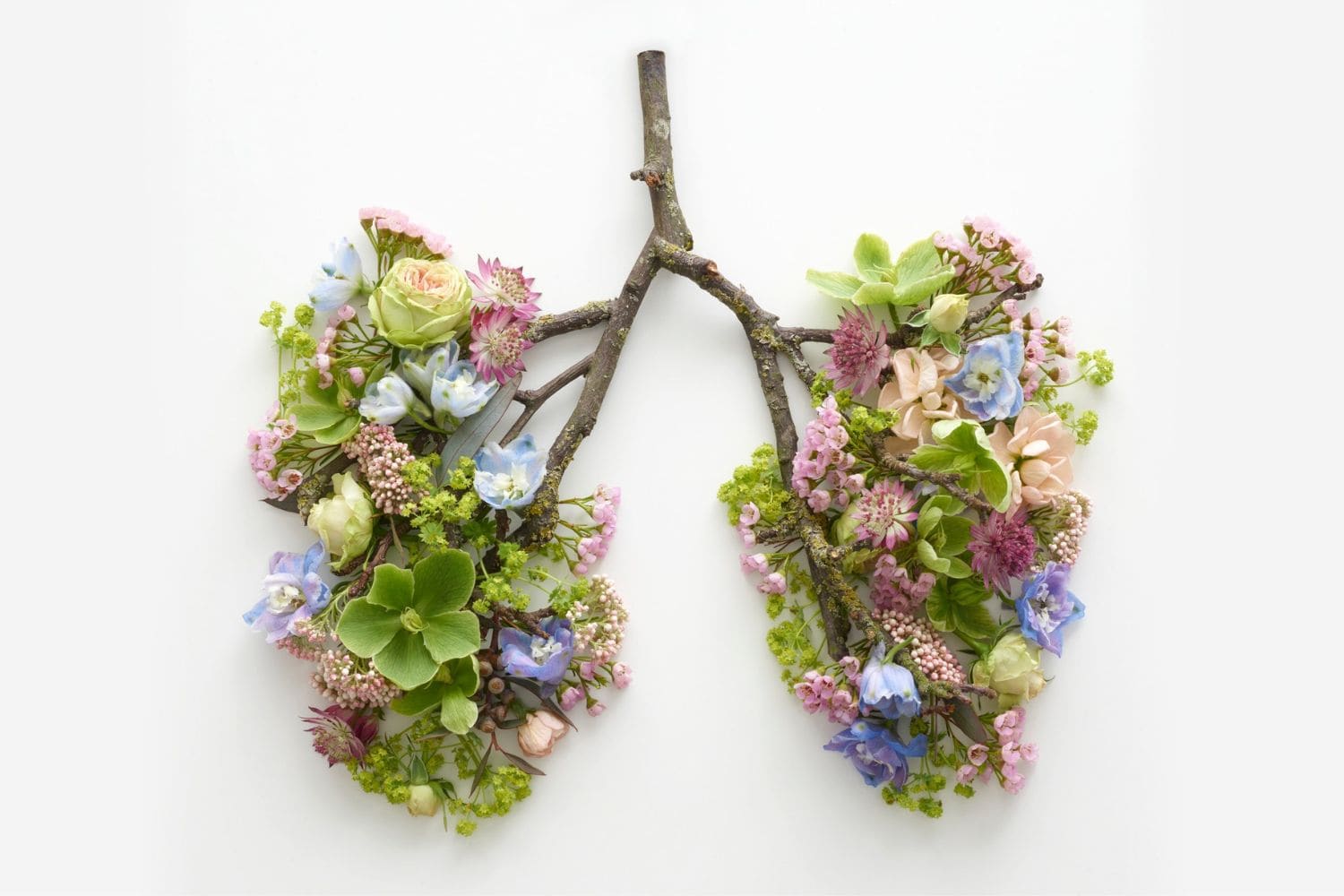 plantes pour les poumons