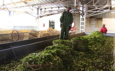 Les étapes de la fabrication du thé