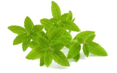 Recette de sirop de verveine fait maison