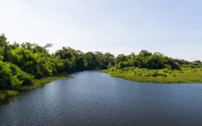 Une nouvelle super-plante arrive en Europe : la Guayusa