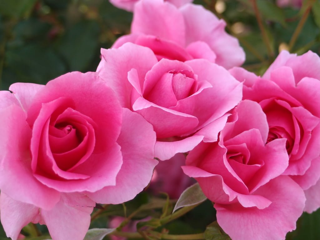 bouquet de roses au jardin