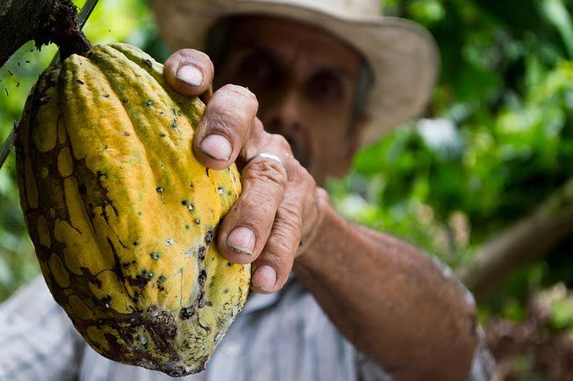 Cultivateur avec cabosse de cacao