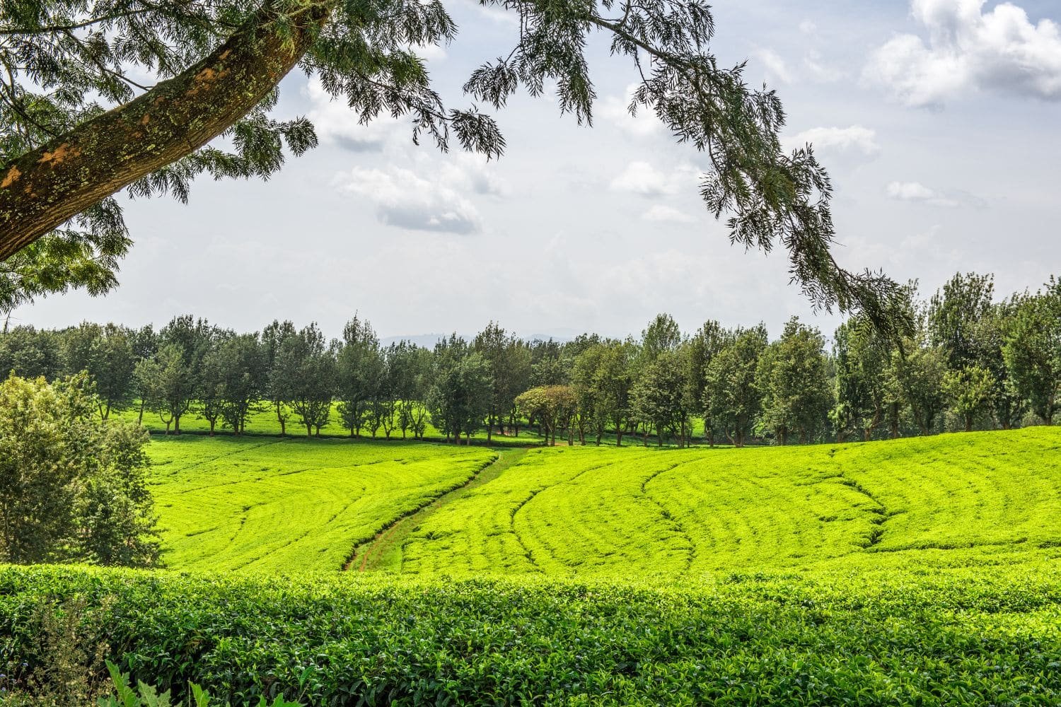 plantation de thé en Ethiopie