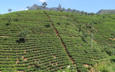 Thé de Ceylan et Sri Lanka : tout savoir sur un produit d’exception