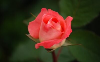 [Tuto] Fabriquer soi-même des fleurs de thé maison