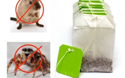 Du thé à la menthe pour vous débarrasser des souris et araignées