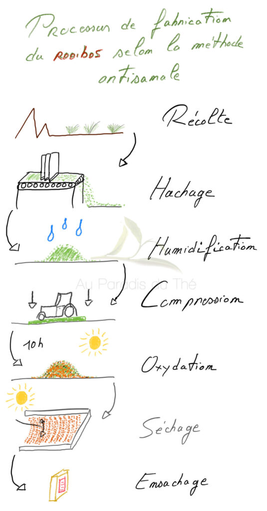Croquis des étapes de fabrication du rooibos
