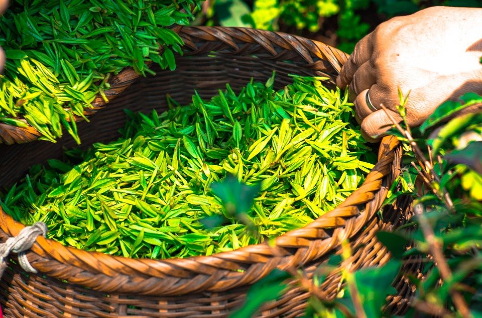 feuilles de thé vert juste après la récolte