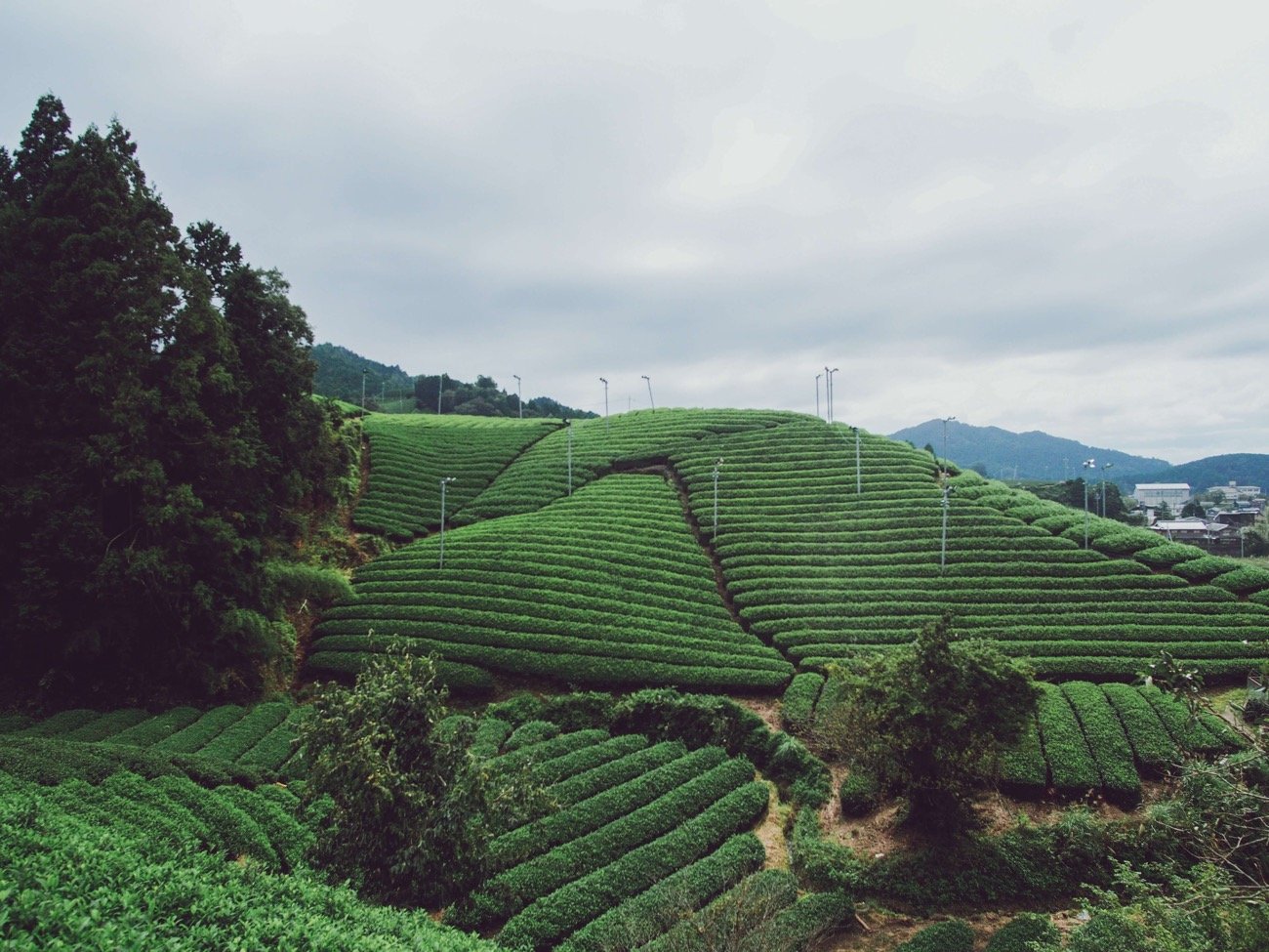 plantation de thé Bancha au Japon