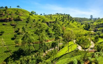 Tout savoir sur le thé Darjeeling : fabrication, prix, choix…
