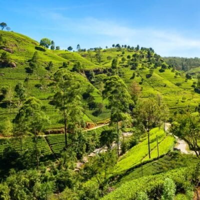 Thés d'Inde