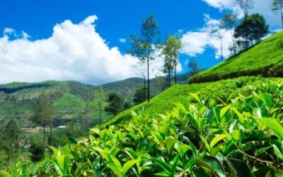 Passer des vacances originales dans une plantation de thé