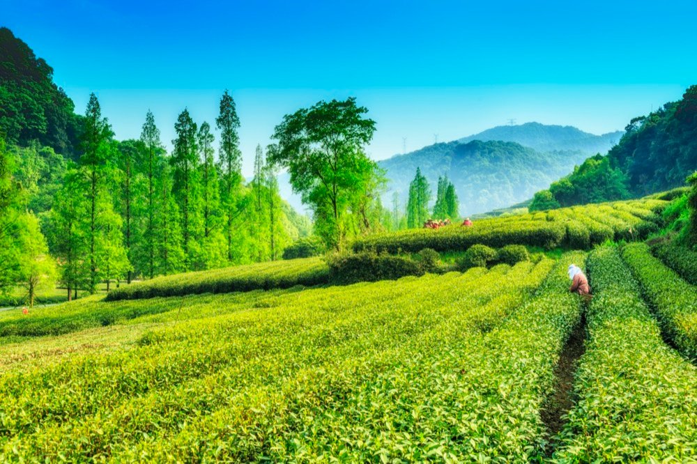plantation du meilleur thé vert Long Jing
