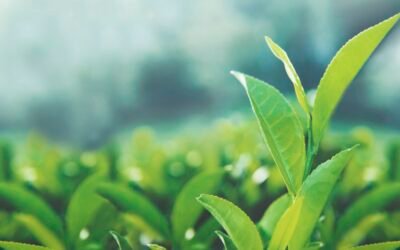 Thé Orange Pekoe : 3 secrets à connaitre pour mieux choisir