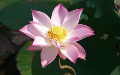 Tout savoir sur le thé au lotus en 5 questions