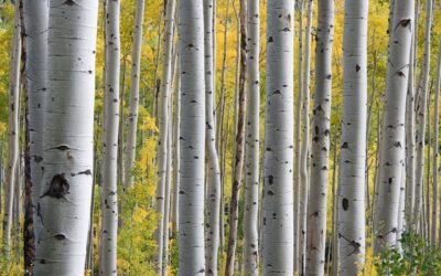 Les bienfaits du bouleau : ce que les études scientifiques révèlent