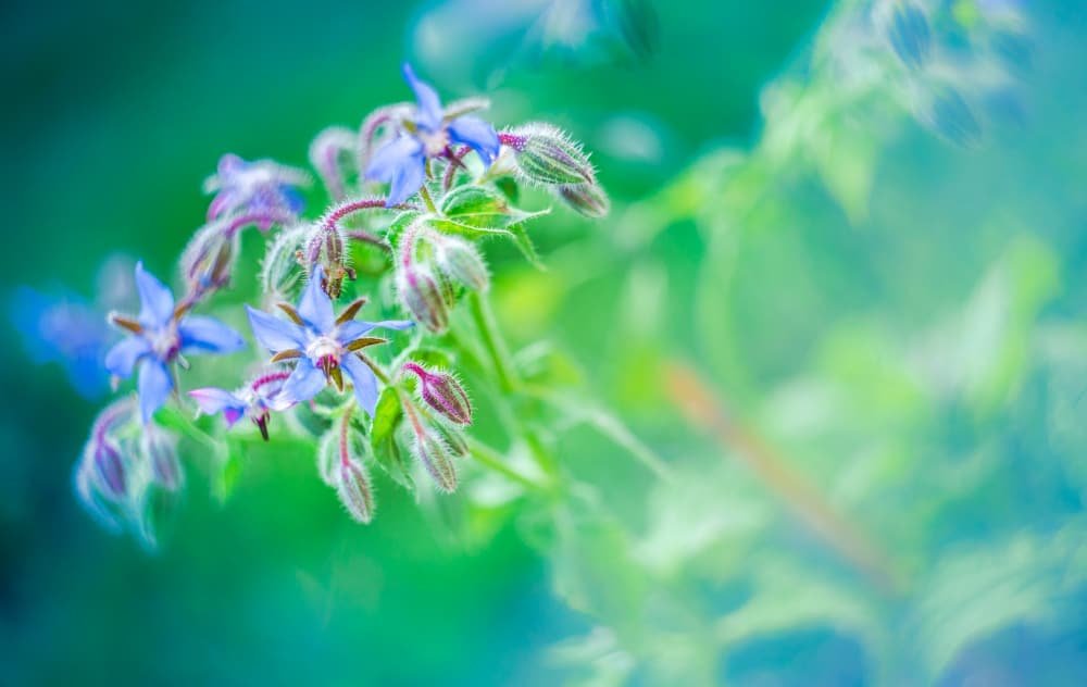 bienfaits de la tisane de bourrache